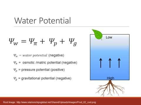 Water potential is negative -> except