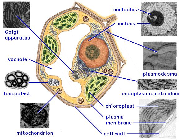 Cell Contents Cell wall: gives some support to the cell.