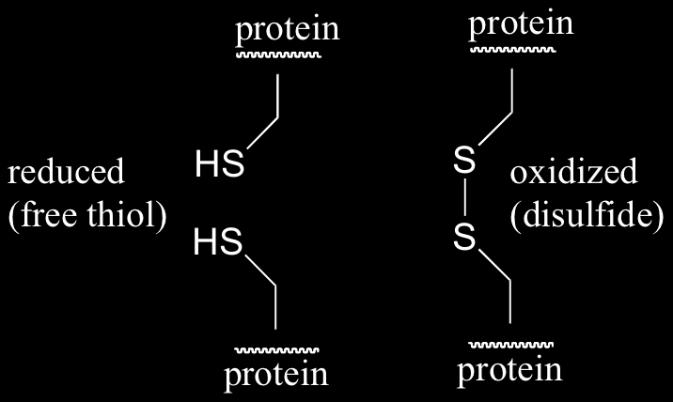 keratin proteins. What is the most likely function of these reagents?
