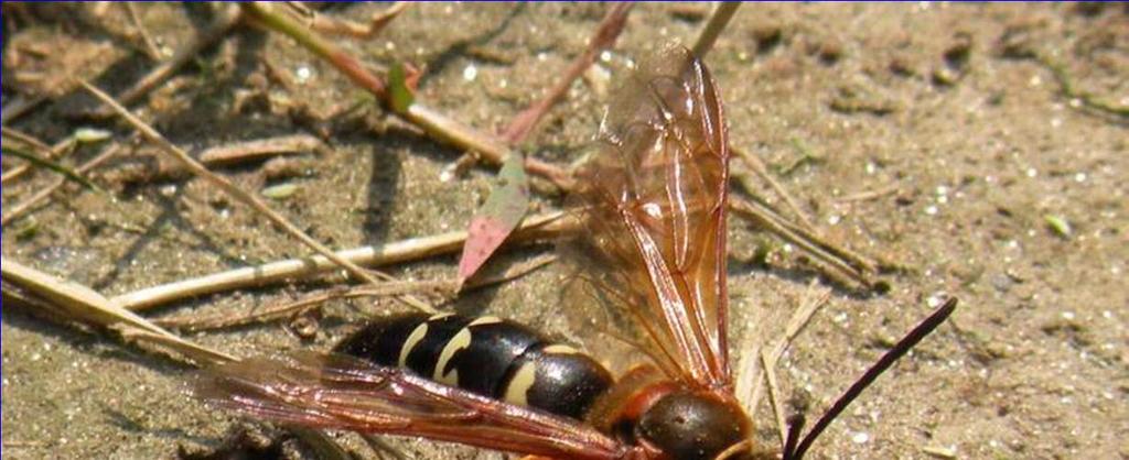 Cicada Killers (Sphecidae) Solitary; not