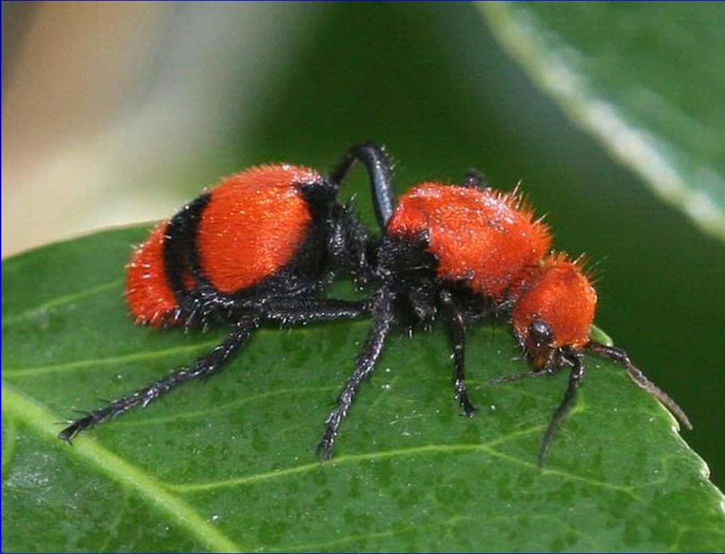 Velvet Ants (Mutillidae) Actually wasps, but