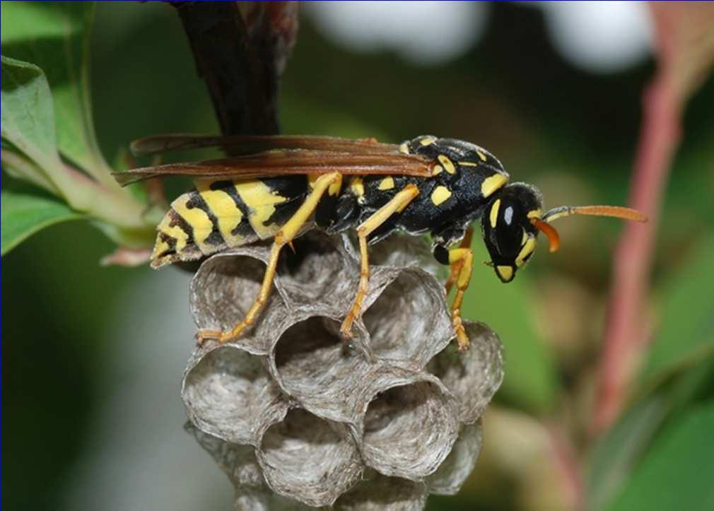Paper Wasps Colony founded in spring by a new queen