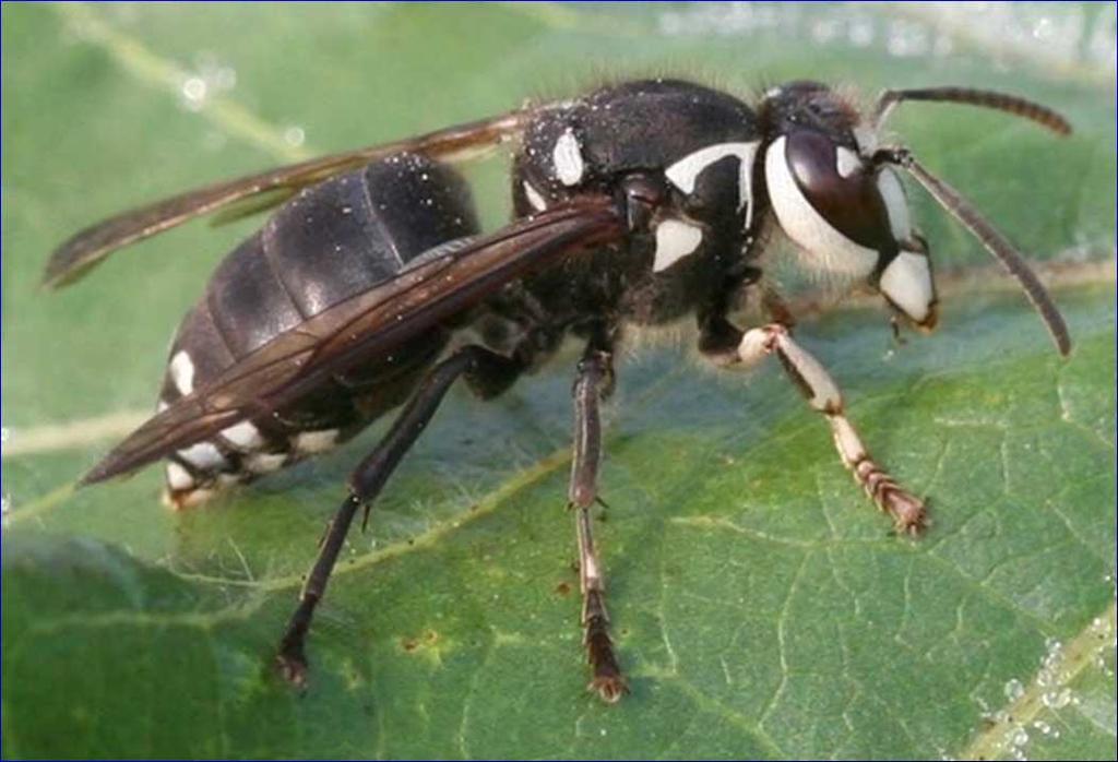 Wasps Generally smooth Simple body hairs Predators,