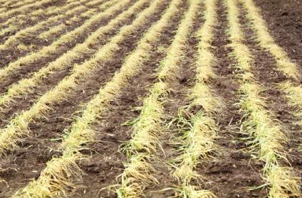 Ample soil moisture, cool temperatures, and high soil fertility slows plant maturity which reduces its potential for injury as compared to plants that have had less favorable growing conditions and