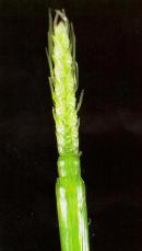 Figure 5. A healthy growing point has a crisp, whitish-green appearance.
