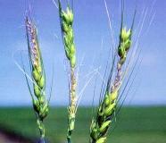 In addition, shriveled seeds produce less vigorous seedlings that usually yield less grain than seedlings from good quality wheat seed.