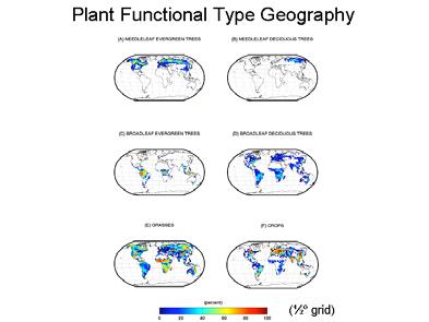 radiative characteristics phenology whole-plant carbon allocation root distribution 5 www.