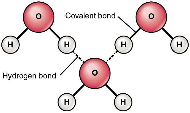 Intermolecular forces Hydrogen bond Hydrogen bond is a strong type of dipole-dipole interaction that occurs between a molecule containing a hydrogen atom and a strongly electronegative atom such as