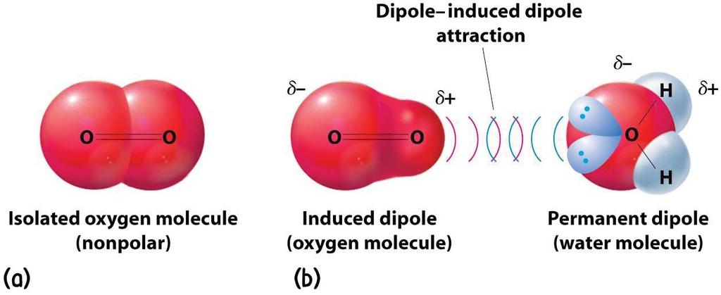 Intermolecular forces Van der Waals Forces: Debye forces The oxygen molecule is nonpolar.