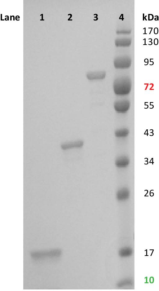 Supporting Figures Figure S1. 12% SDS-PAGE gel of α-synuclein samples after purification. Lane 1: monomer; lane 2: dimer; lane 3: tetramer; lane 4: protein ladder.