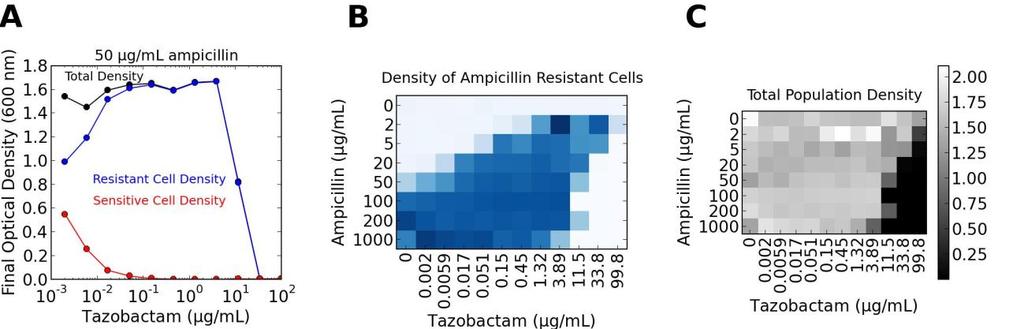 Supplementary Figure 16: Selection for resistance in ampicillin and tazobactam.