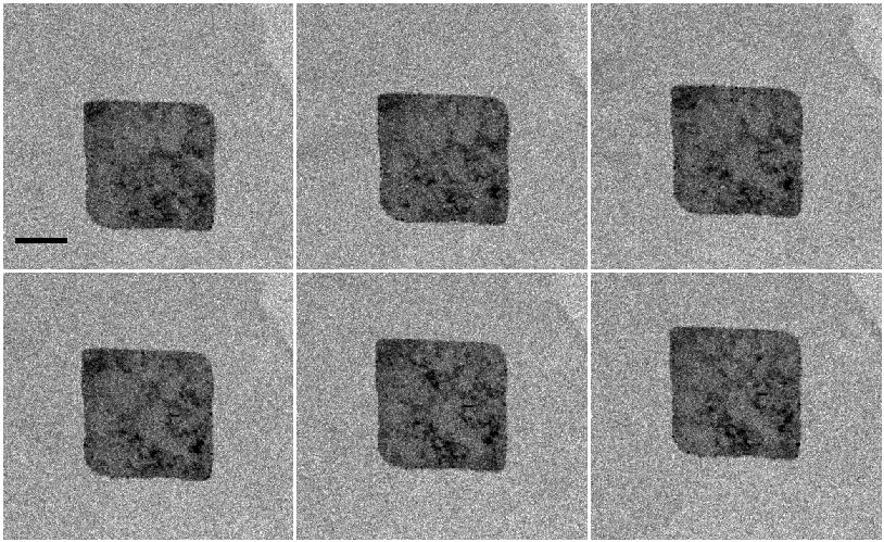 Supporting Figure S4: Tilt dependence of bright-field images after the irreversible phase transformation.