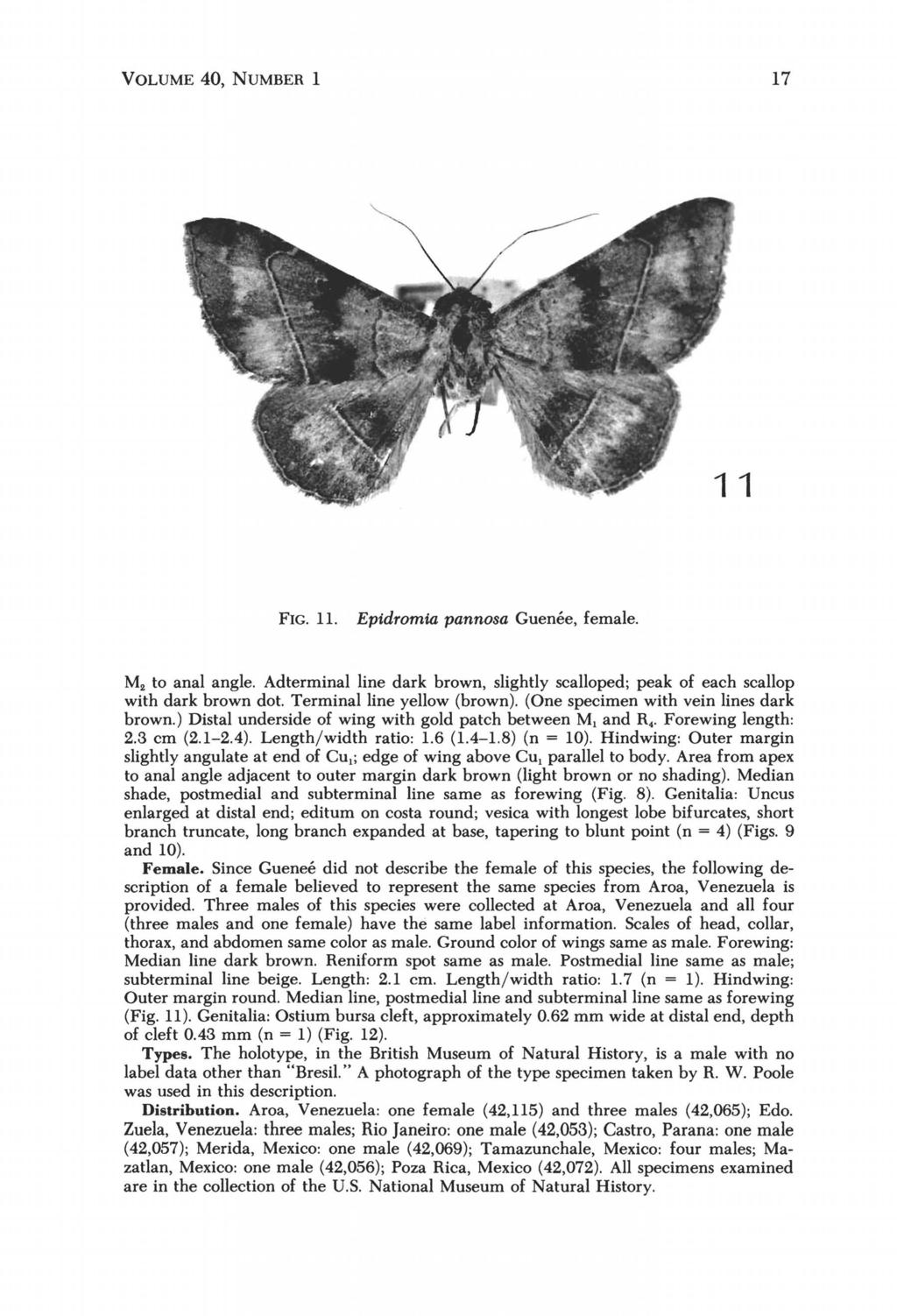 VOLUME 40, NUMBER 1 17 FIG. 1l. Epidromta pannosa Guenee, female. M. to anal angle. Adterminal line dark brown, slightly scalloped; peak of each scallop with dark brown dot.