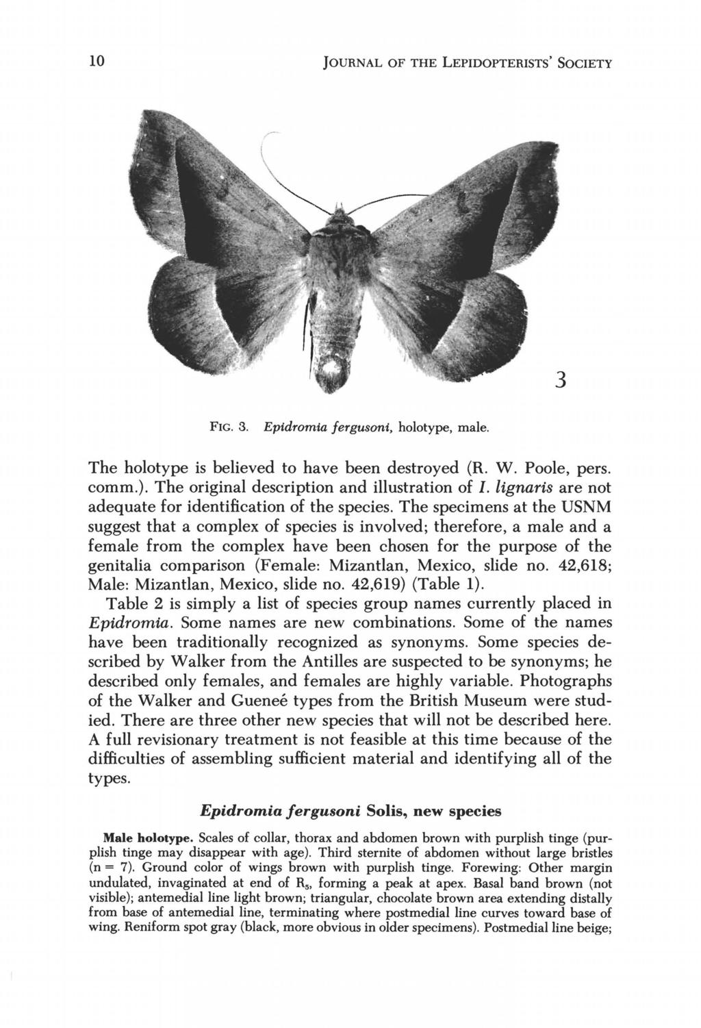 10 JOURNAL OF THE LEPIDOPTERISTS' SOCIETY FIG. 3. Epidromia jergusoni, holotype, male. The holotype is believed to have been destroyed (R. W. Poole, pers. comm.).