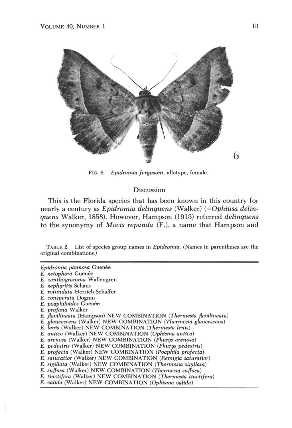 VOLUME 40, NUMBER 1 13 FIG. 6. Epidromia /ergusoni, allotype, female.