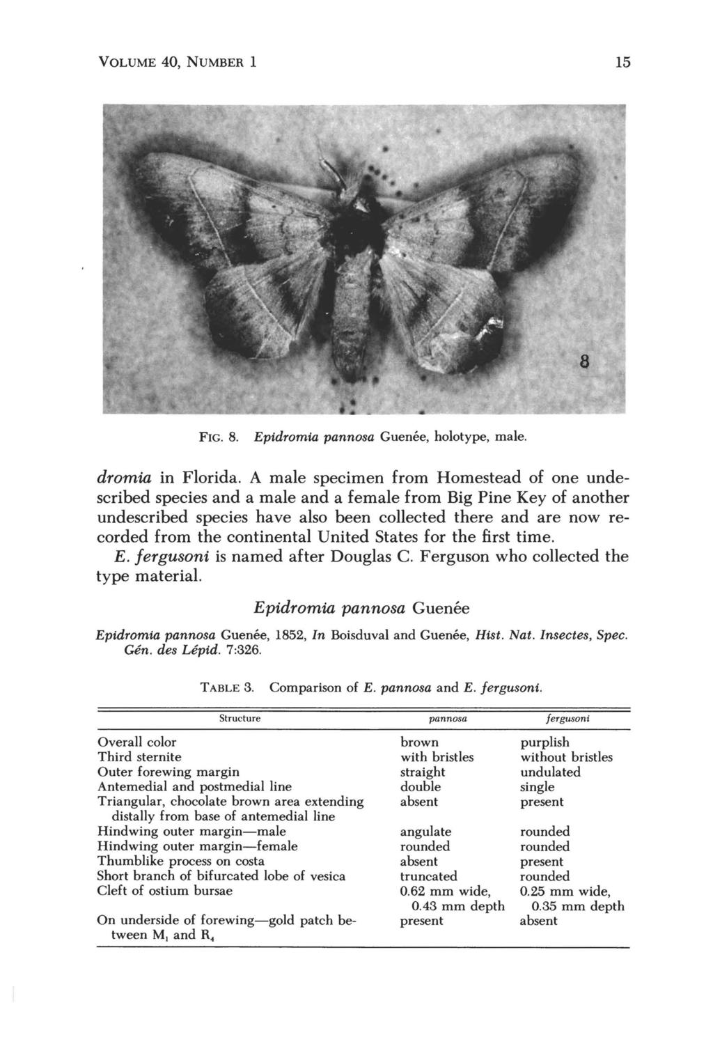 VOLUME 40, NUMBER 1 15 FIG. 8. Epidromia pannosa Guenee, holotype, male. dromia in Florida.