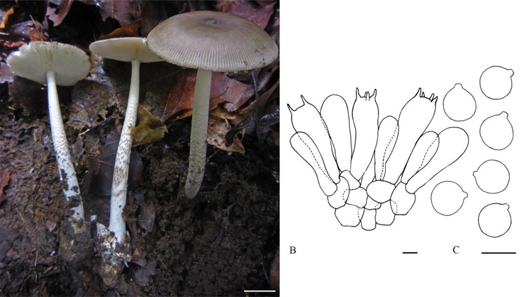 Habitat Scattered on the ground in Fagaceae or mixed Dipterocarpaceae-Fagaceae forest. Distribution Currently only known from northern Thailand. Figure 3 Amanita brunneoprocera (BZ2015-24).