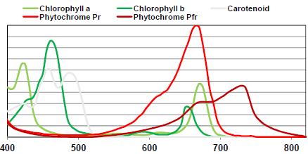 Absorption curves of the plant's primary photoreceptors PHOTOSYNTHESIS PROCESS Chlorophyll a and b are extremely important Clorofila a Clorofila b Carotenoide Fitocromo Pr Fitocromo Pfr Azul Rojo