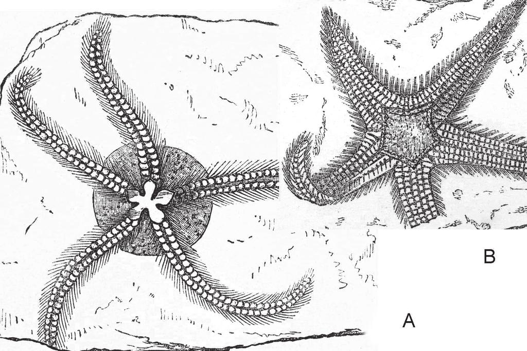 32 Lewis et al. A field guide to the Silurian Echinodermata. Part 1. Scripta Geol., 134 (2007) stars or starfishes) and the ophiuroids (brittle stars).