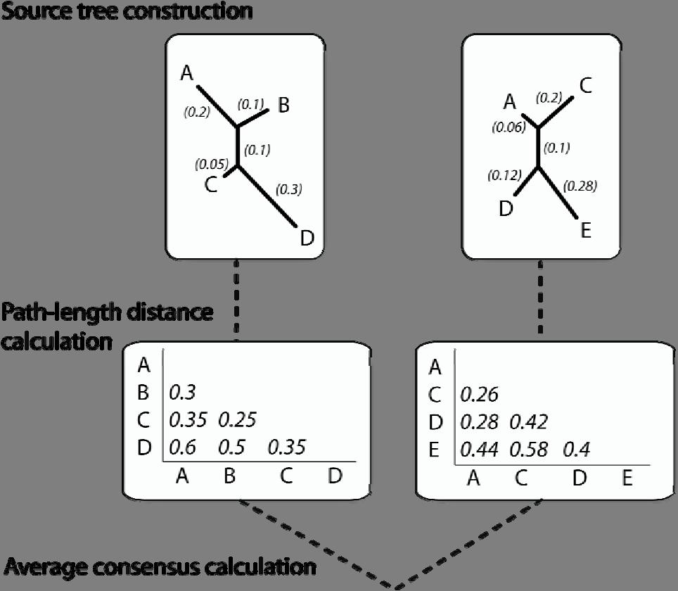 Figure 2 Calculation of average consensus. In this approach, the branch lengths from the source trees are used to calculate the path length distances of each taxon to every other taxa.
