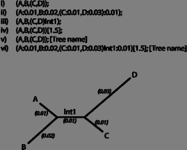 Figure 4 Newick (phylip) format trees. Newick formatted trees can contain a variety of information. i) The simplest form which just contains the tree topology.