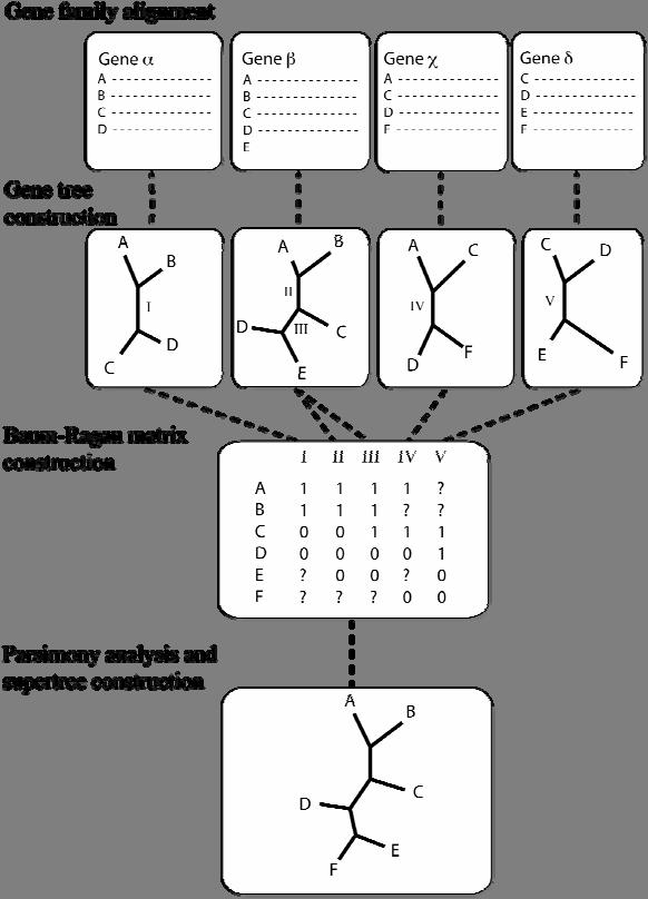 Figure 1 Matrix representation using parsimony (MRP) method. The MRP procedure is as follows: once the alignment of the gene families is complete, trees are built for each of the genes separately.
