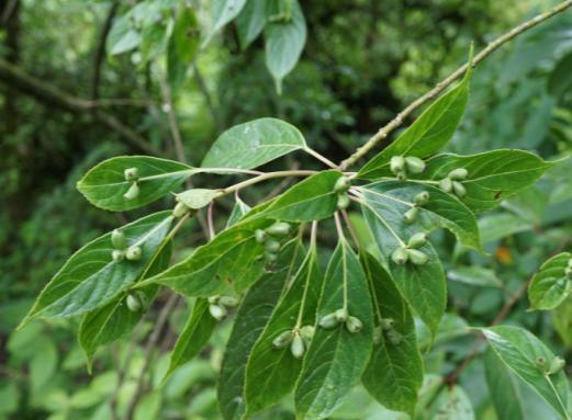 Helwingia is unique by its flowers and fruits sessile and usually growing on midvein of leaf blade, rarely on petiole of leaves on upper part of