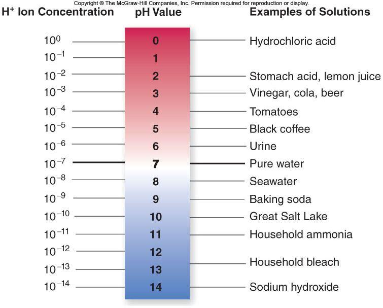Ph Scale Ph Scale The strength of acids