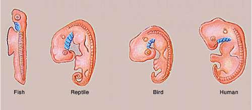Topic: Comparative Embryology Objective: Describe how embryology can support evolution.