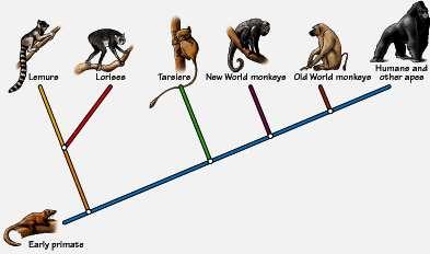 Building family tree o Closely related species