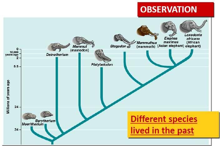 Topic: The Fossil Record Objective: Describe the fossil record support for evolution.