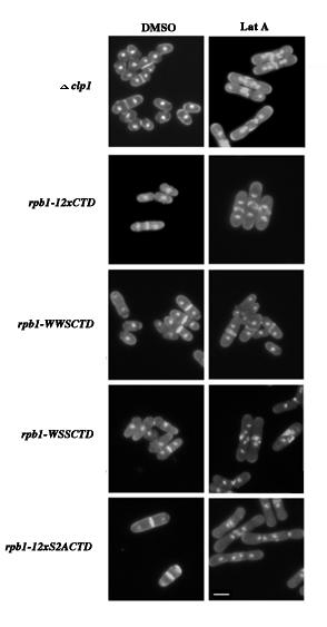 40 Figure 3.8. Different ratios of wild-type: S2A mutations in CTD heptapeptide repeats changes the threshold of Latrunculin A sensitivity and capability to regulate cytokinesis.