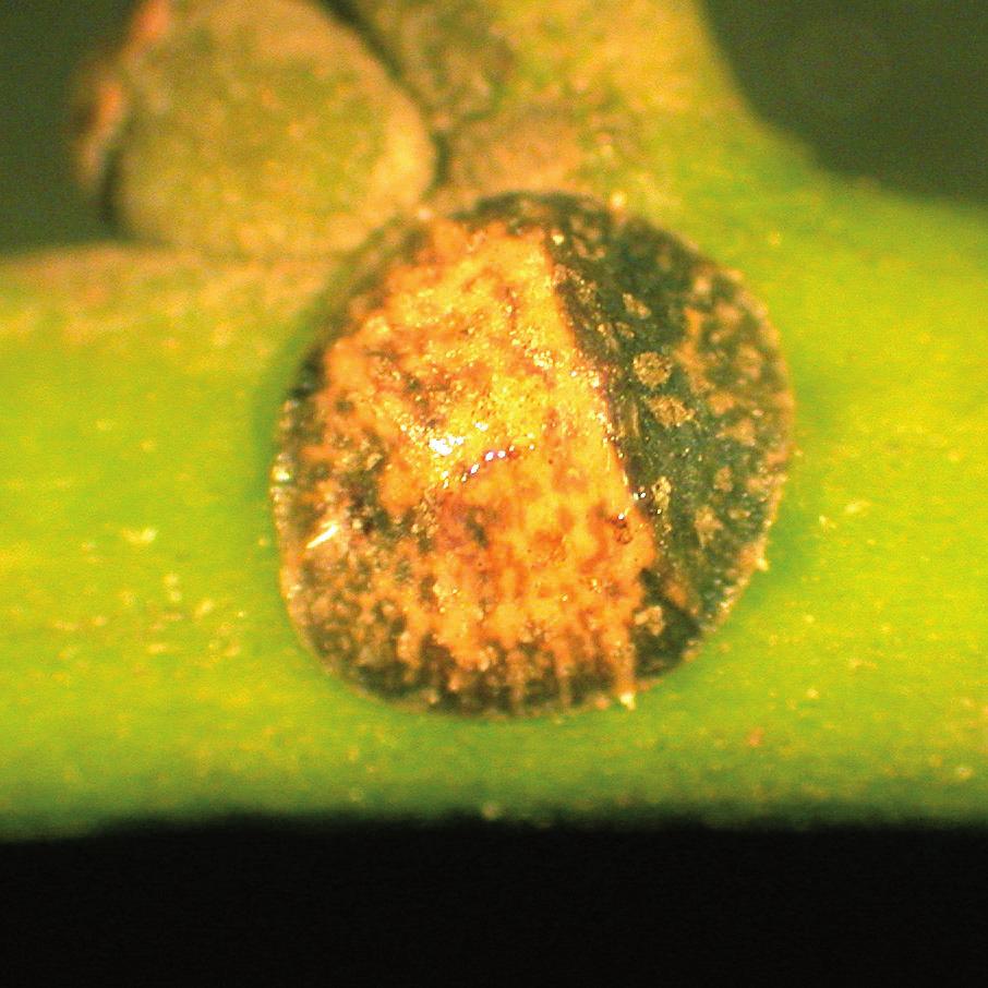 4 Hirotaka Tanaka / ZooKeys 217: 1 10 (2012) Figure 1. Pulvinaria citricola (Kuwana, 1909), a pre-oviposition adult female on Ilex integra. 3.5 7.