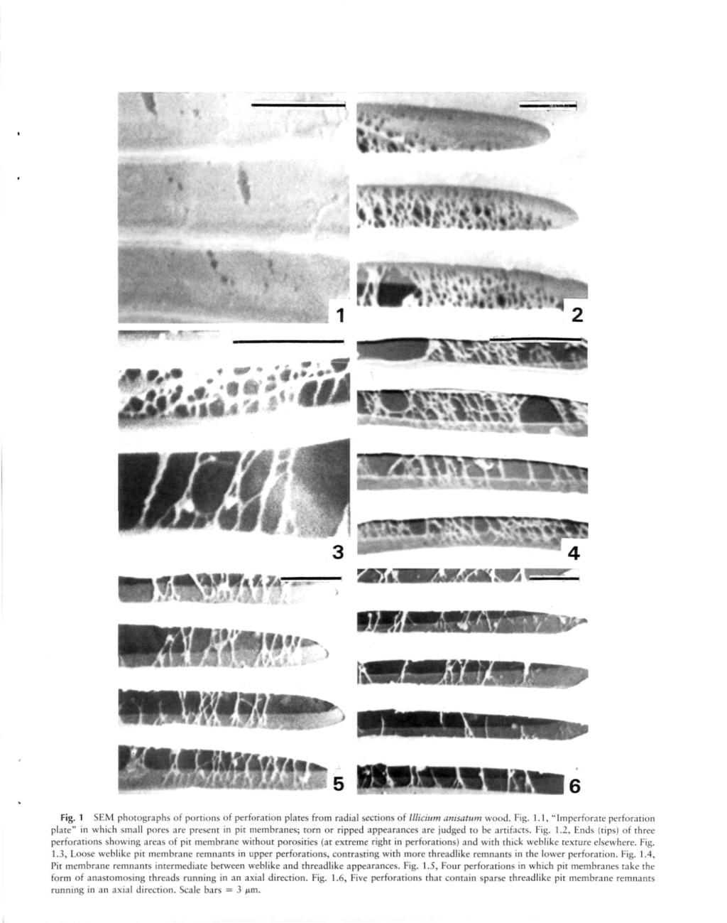 Fig. 1 SEM photographs of portions of perforation plates from radial sections of lllicium amsatum wood. Fig. 1.1, "Imperforate perforation plate" in which small pores are present in pit membranes; torn or ripped appearances are judged to be artifacts.