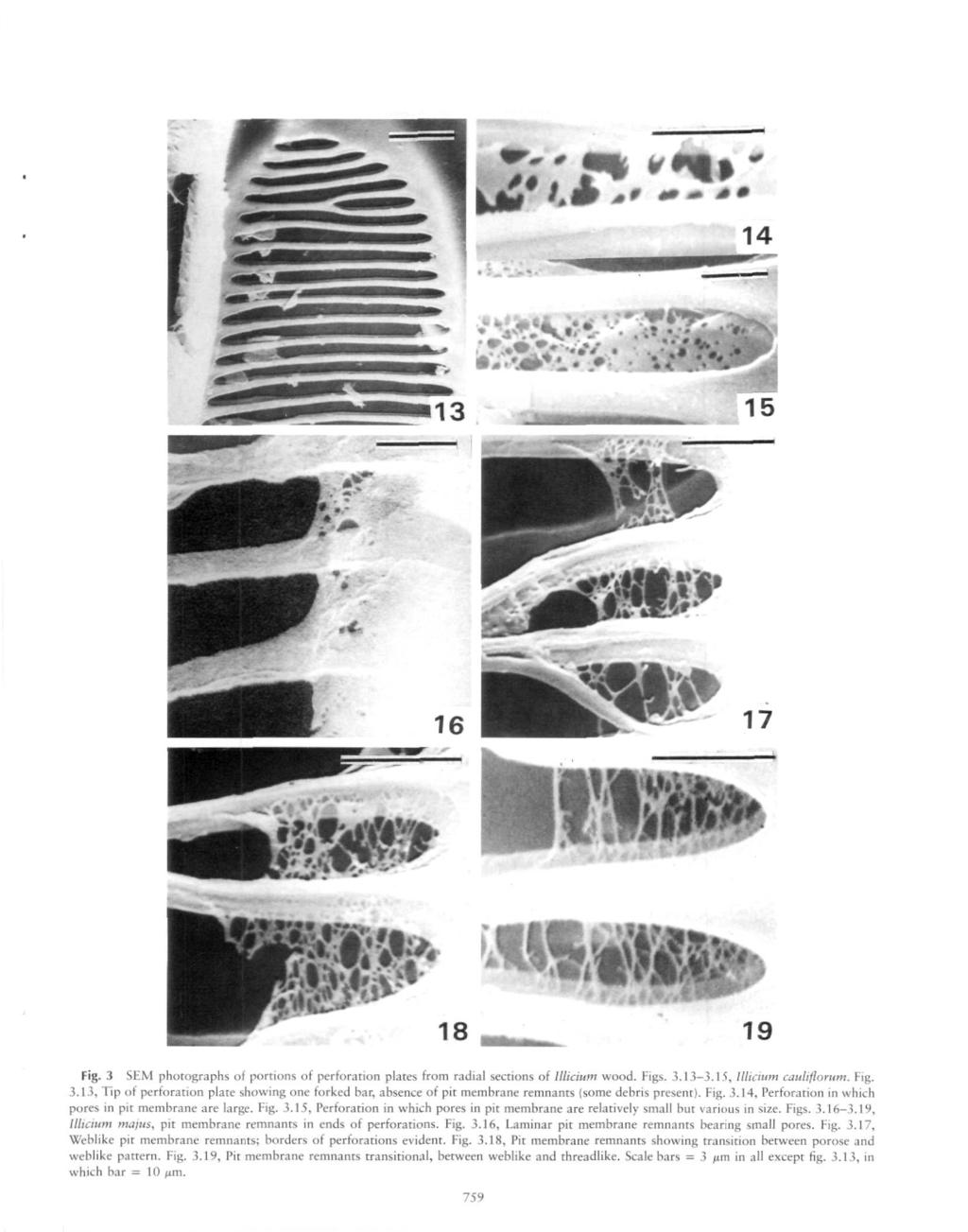 M?,.**.*-??. ->r.'v.'r '.T.fSafc Fig. 3 SEM photographs of portions of perforation plates from radial sections of Illicium wood. Figs. 3.13 3.15, llliciiim cauliflorum. Fig. 3.13, Tip of perforation plate showing one forked bar, absence of pit membrane remnants (some debris present).