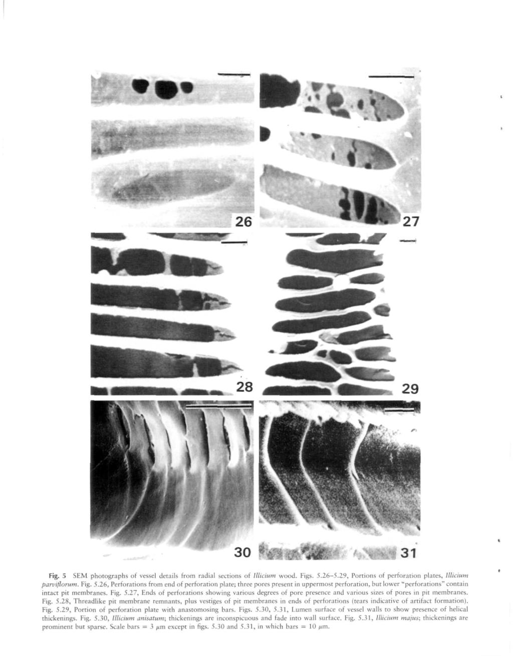 Fig. 5 SEM photographs of vessel details from radial sections of Illicium wood. Figs. 5.26-5.29, Portions of perforation plates, Illicium parviflorum. Fig. 5.26, Perforations from end of perforation plate; three pores present in uppermost perforation, hut lower "perforations" contain intact pit membranes.