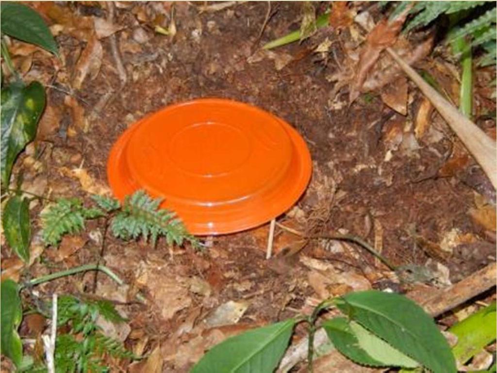 Pitfall Traps (PT) Pitfall traps collect insects