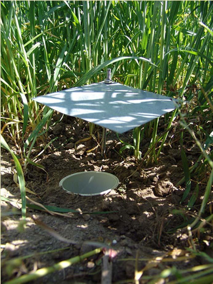 into soil Rain cover protects the pitfall trap