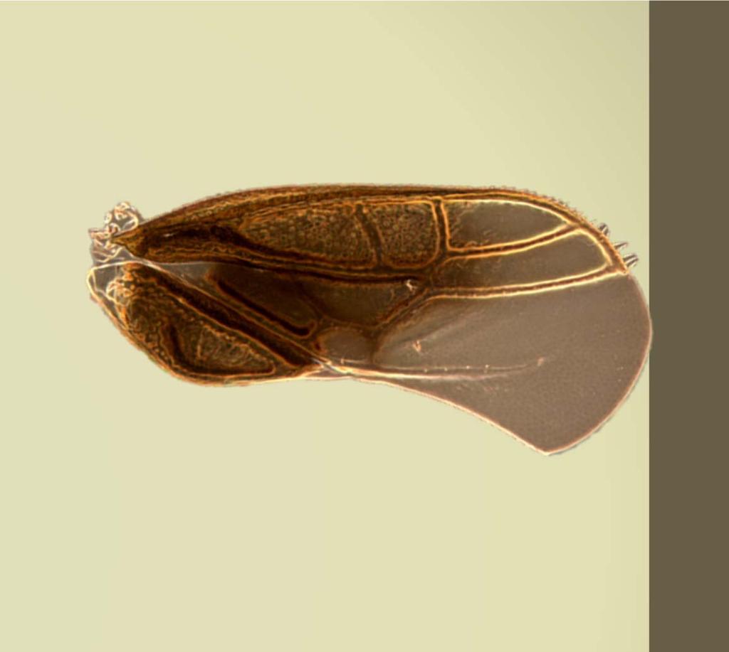 Genus Schizoptera Fieber