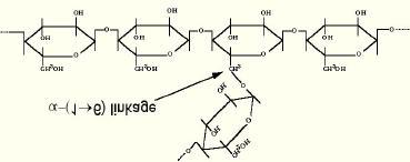 α-(1 4) bonded glucose residues Some branching because of