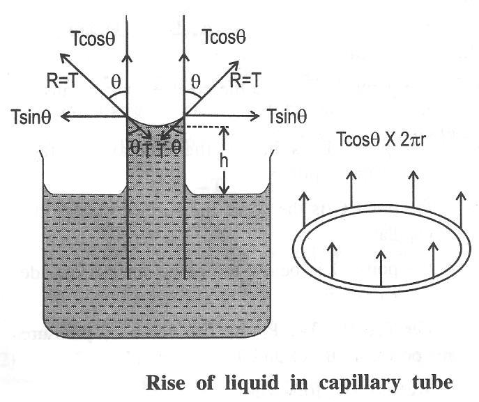 If a glass capillary tube is inserted into a liquid which wets the glass, the liquid rises in the capillary to a height h.