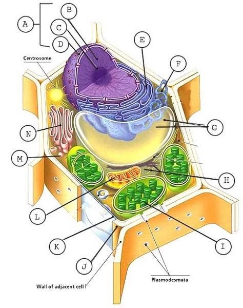 5. What is the appearance of a plant cell when water is plentiful? 6. Bacteria have a region called a nucleoid, in which their genetic material is located.