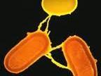 Scientists have been able to make possible bacteria and