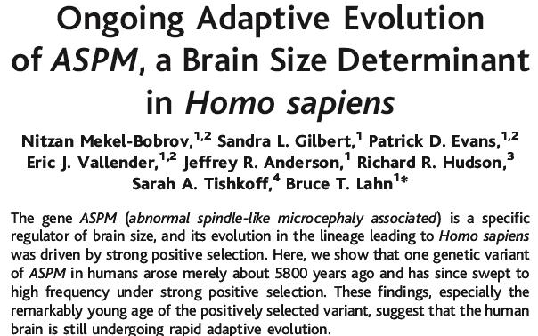 evolution of big human brain size?