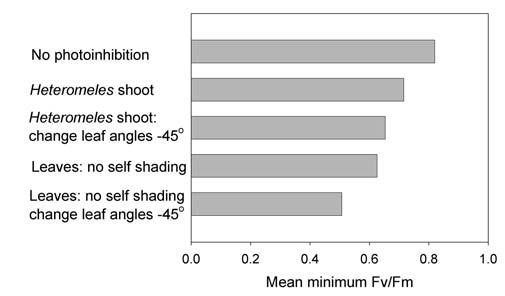 Change leaf Angle -45 Figure 5. The mean Minimum Fv/Fm ratios in diurnal simulations either with a shoot or with individual leaves, resulting in no self shading.