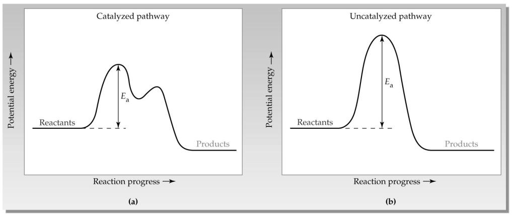 Catalysis Typical potential energy profiles for a reaction whose activation energy is lowered by the presence of a catalyst: (a) the catalyzed pathway; (b) the uncatalyzed pathway.