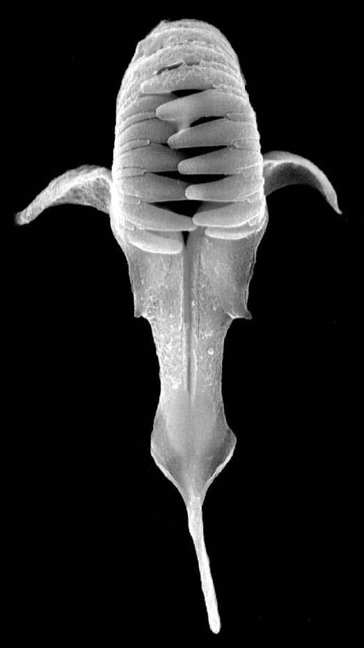 Gnathostomulida: Jaw Worms Discovered in 1928 by Adolf Remane Found again in the 1950 ies and described in 1956 as a turbellarian order (Ax, 1956) Raised to class level, but still a Platyhelminthes