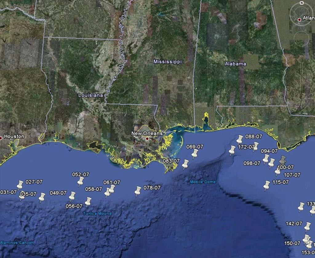 Kinorhyncha: Gulf of Mexico Research