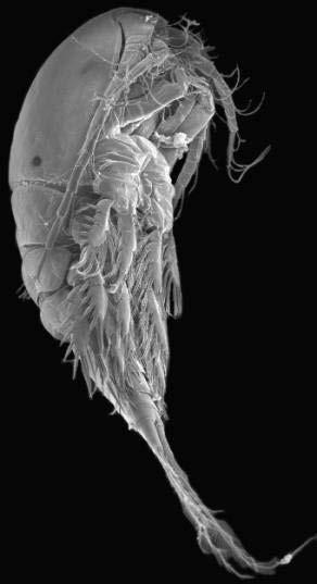 Ecdysozoa Kinorhyncha (Mud dragons) Priapulida (Priapulid worms) Loricifera (Girdle wearers) Nematoda (Round