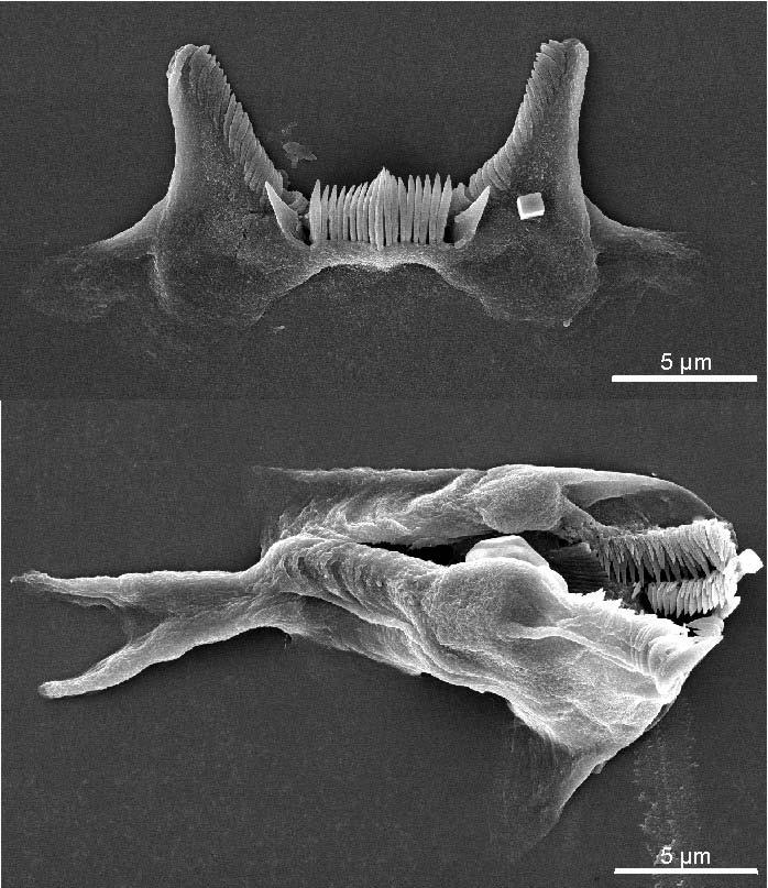Gnathostomulida: Jaw Worms Marine, interstitial worms, 100 species Ventral mouth leading to blind gut Simple